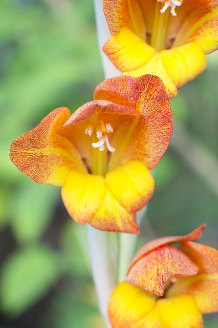 Biohumus w ogrodzie – mieczyki kwiaty, które zawsze są piękne