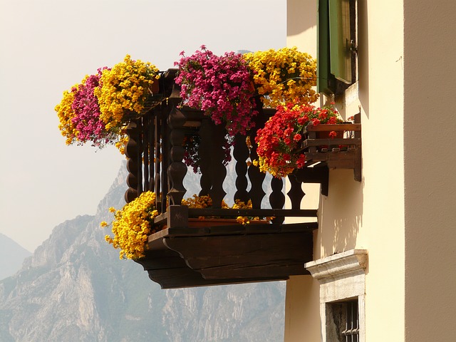 Kwiaty na balkon – kwiaty cięte i doniczkowe. Kwiaty, drzewa