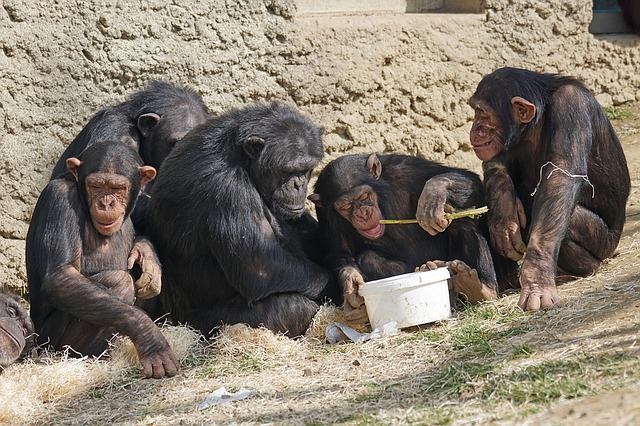 12 ciekawostek o małpach, które pozwolą zrozumieć Ci ich zachowanie.