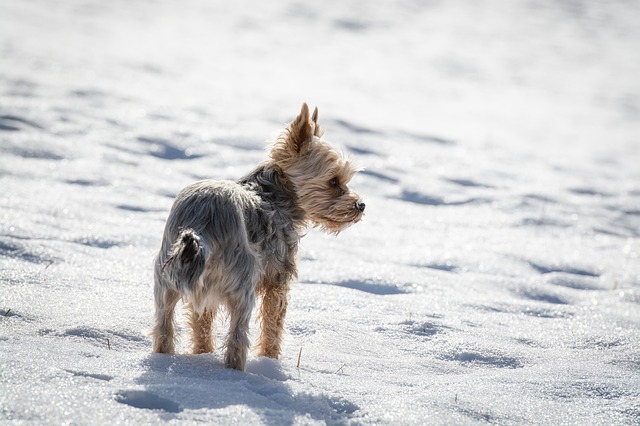 Psy w czasie mroźnej zimy