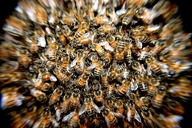 Czy masowe wymieranie pszczół naprawdę dotyczy również Europę?